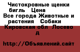 Чистокровные щенки бигль › Цена ­ 15 000 - Все города Животные и растения » Собаки   . Кировская обл.,Лосево д.